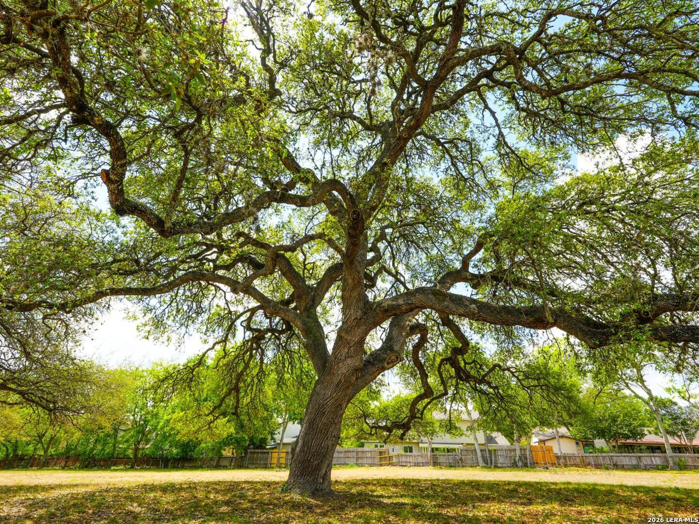 137 Kitty Hawk Road Universal City, TX 78148 - Photo 3 of 25 a view of large trees with yard