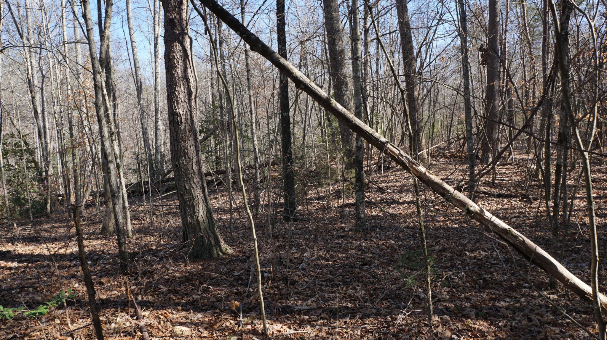 677 Al Goss Road Crossville, TN 38571 - Photo 15 of 18 Gallery Image 15