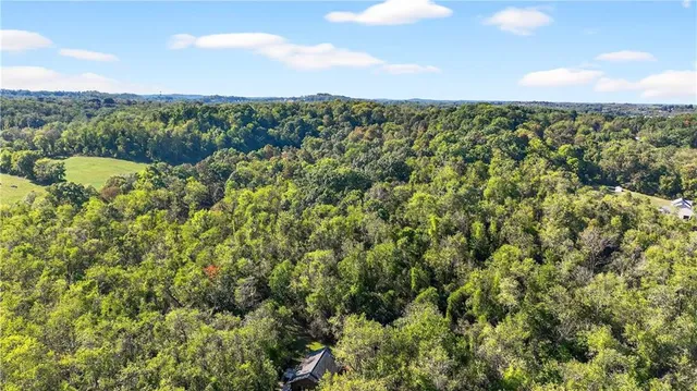 a view of a lush green forest