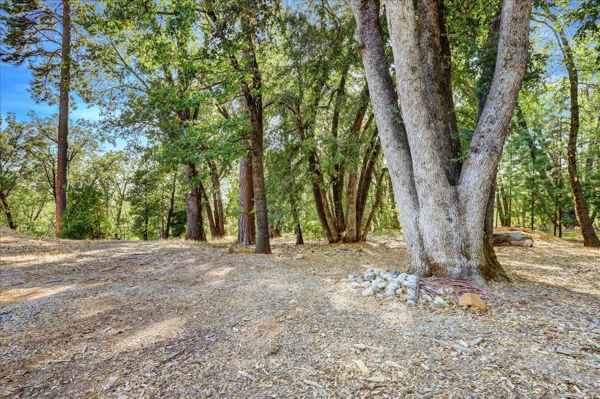 18955 Lake City Road Nevada City, CA 95959 - Photo 67 of 99 a view of a tree in the middle of a yard