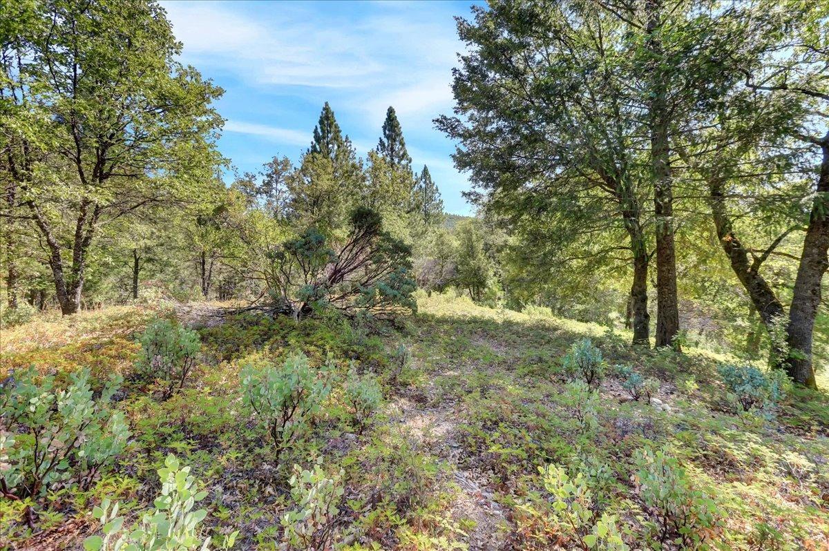 18955 Lake City Road Nevada City, CA 95959 - Photo 90 of 99 a view of a forest filled with trees