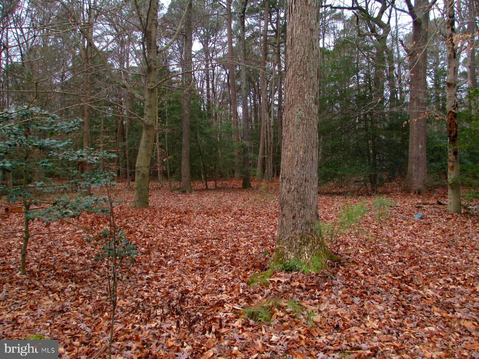 22621 Colonel Leonard Road Rock Hall, MD 21661 - Photo 6 of 25 View from deck