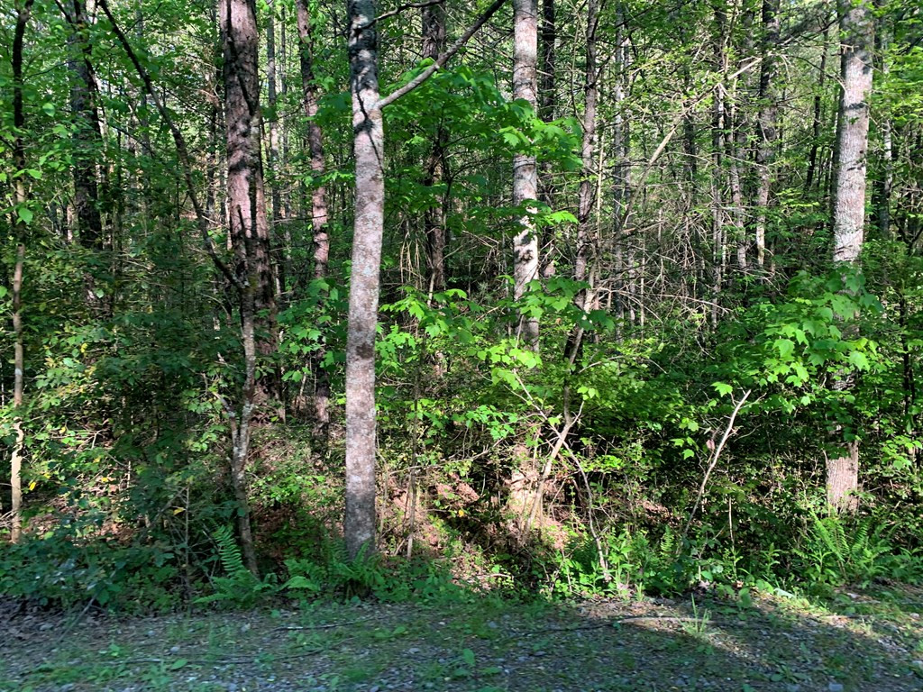 4 Hunter Vly Road Murphy, NC 28906 - Photo 5 of 16
