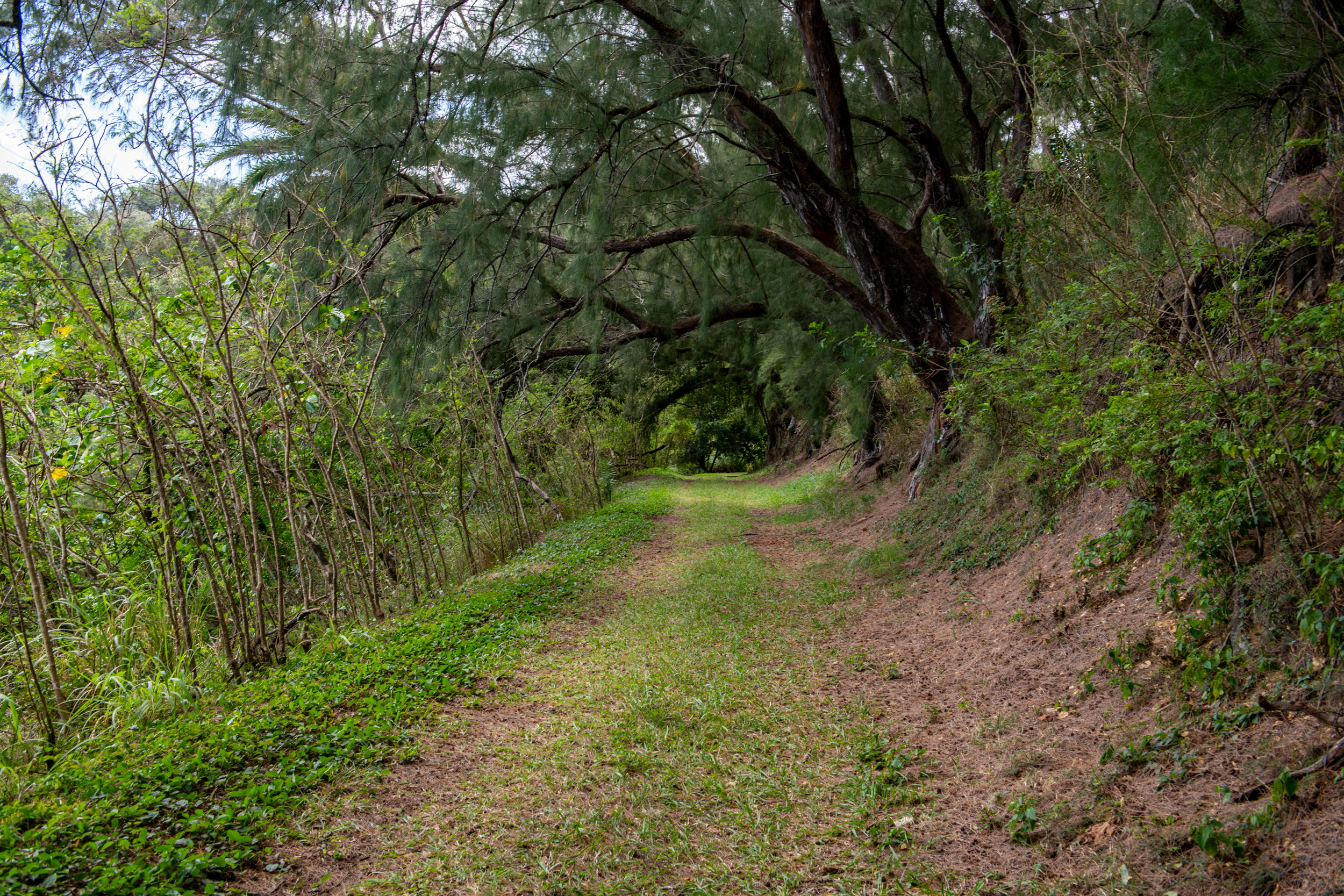 53-4223 Lot 4 Pratt Road Kapaau, HI 96755 - Photo 23 of 30 a view of a trees with a tree