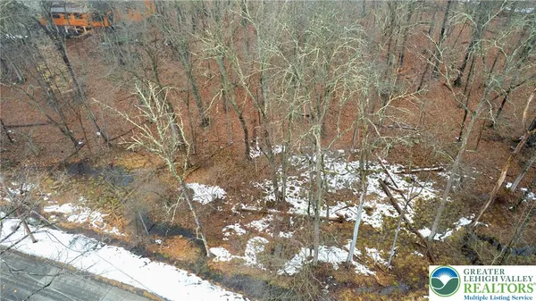 a picture of tree