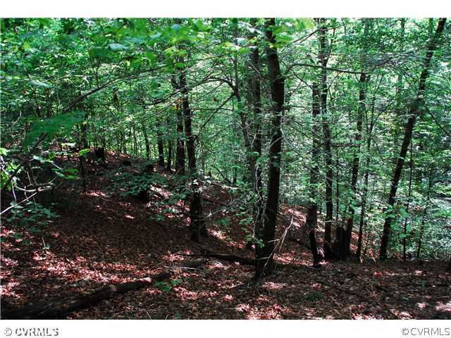 View - Typical Woodland Scene Down to Creek.