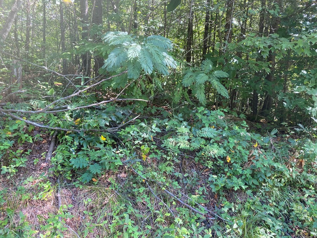 1882 Obes Branch Road Sevierville, TN 37876 - Photo 6 of 11