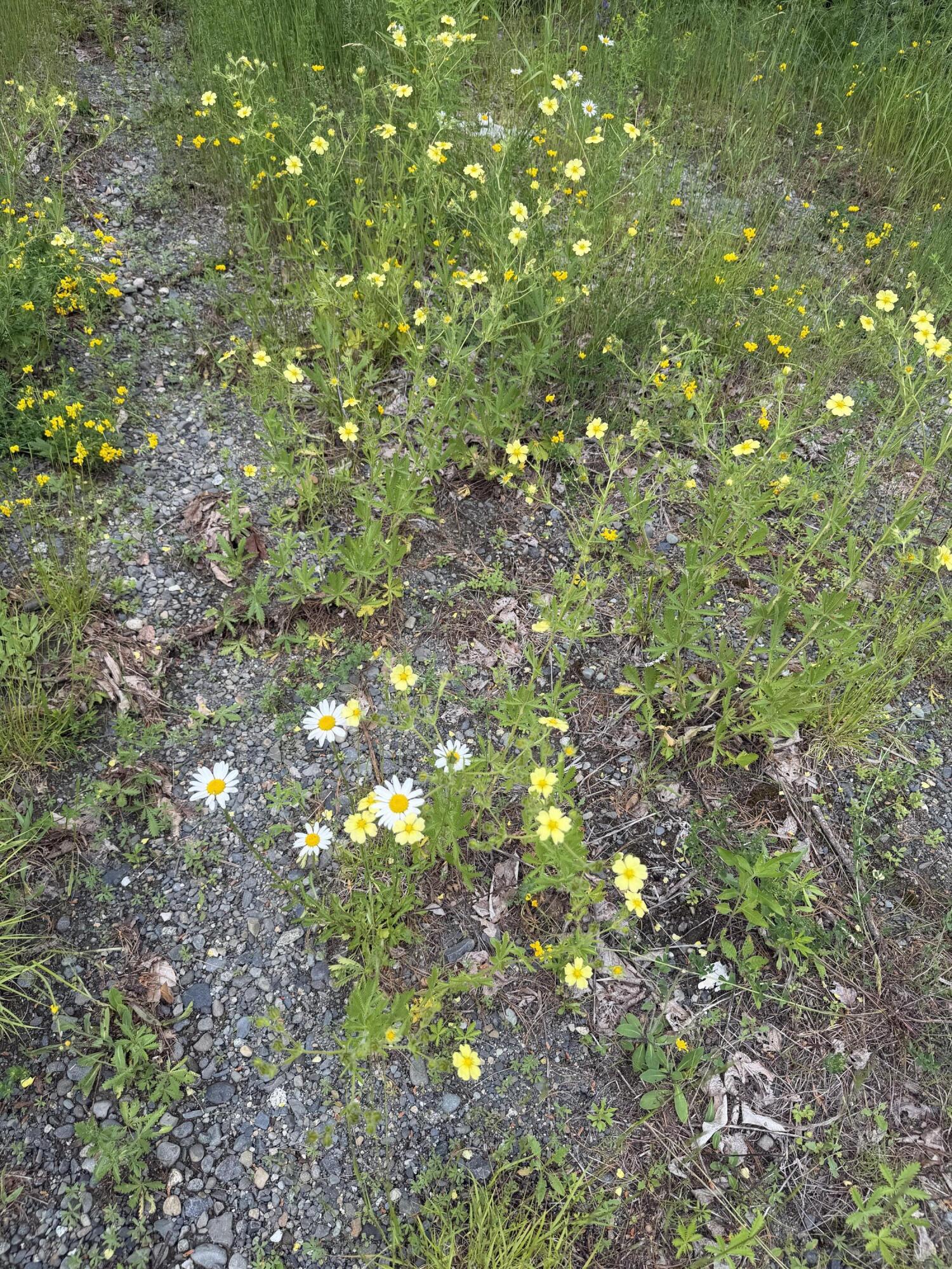 967 Milo Road Sebec, ME 04481 - Photo 5 of 5 IMG_3963