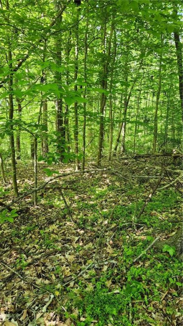 1125 Cambridge St Extension Abbeville, SC 29620 - Photo 2 of 7 A tranquil wooded lot offers a peaceful retreat for your future home.