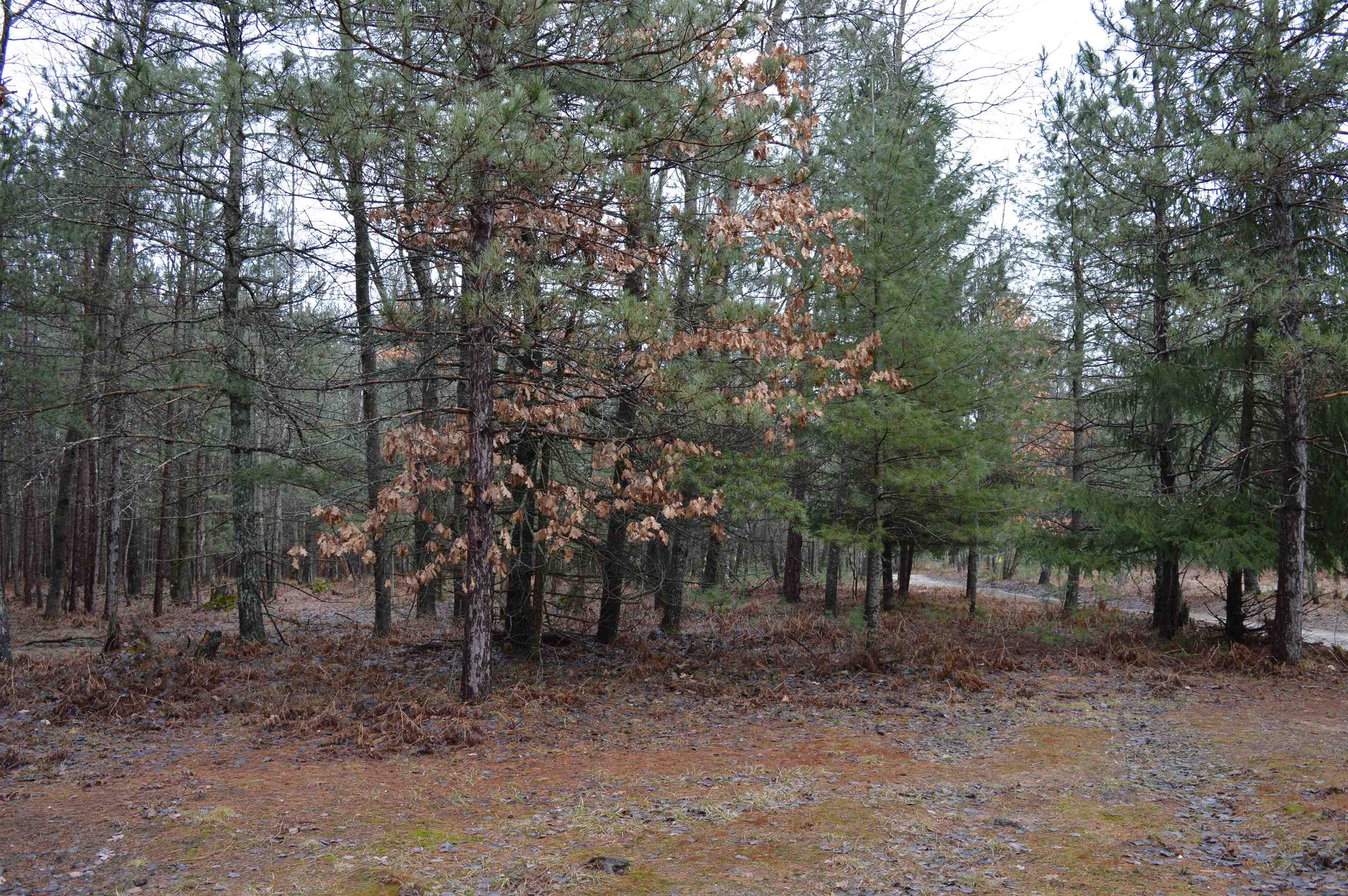 8766 Zubal Road Fife Lake, MI 49633 - Photo 22 of 30