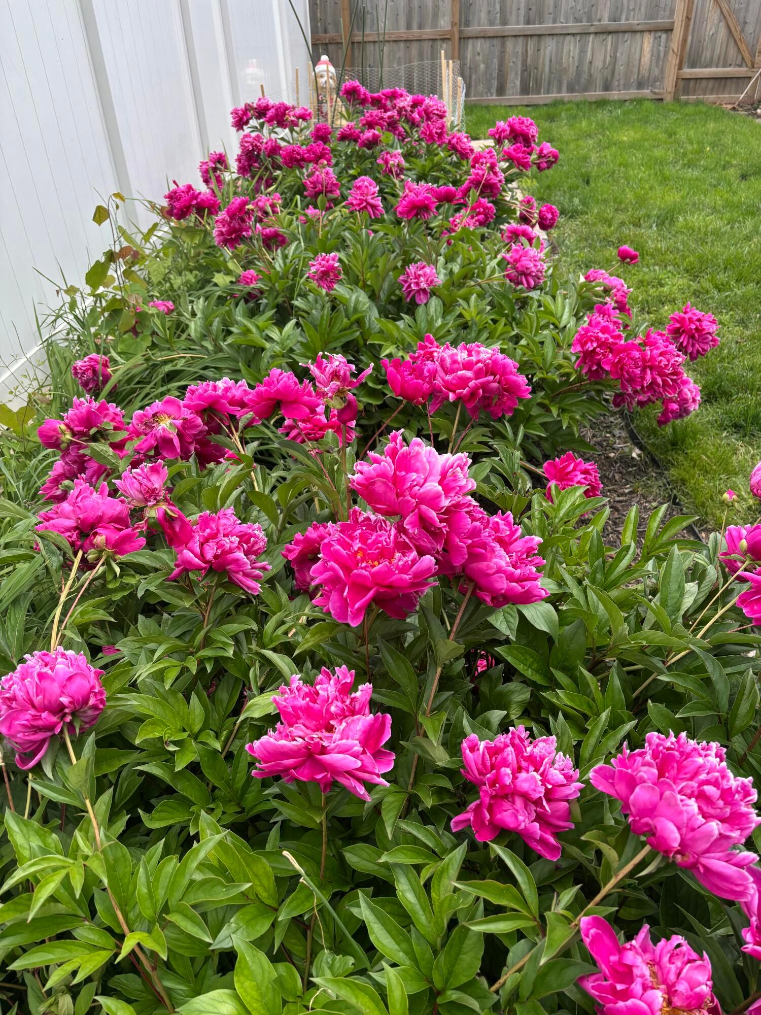 860 Palmer Road Columbus, OH 43212 - Photo 23 of 36 Spring garden