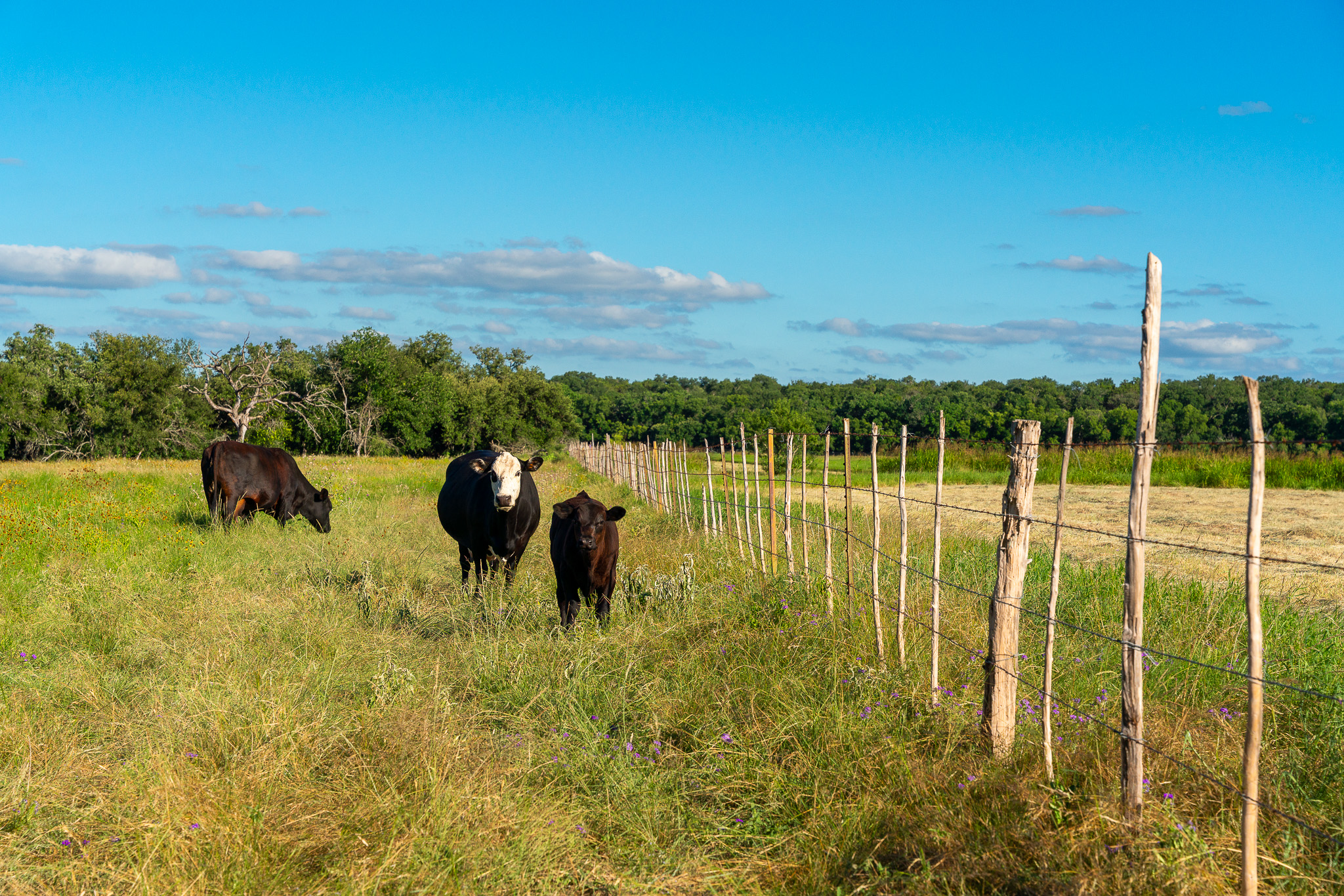 8044 580th Street East Kempner, TX 76539 - Photo 26 of 40 Green pastures with fencing and treed backdrops offer an ideal setting for grazing.