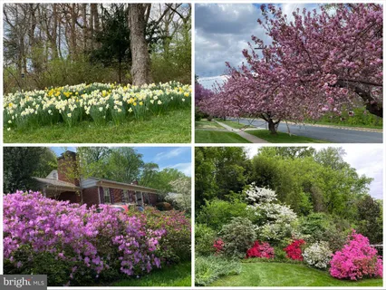 a view of a garden with flowers and tree