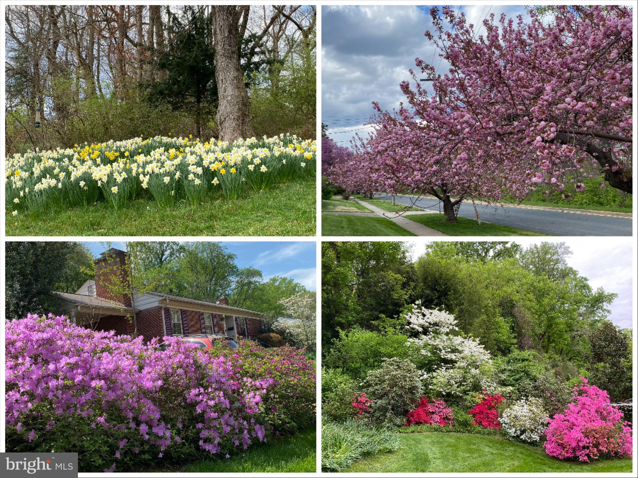 8200 Beech Tree Road Bethesda, MD 20817 - Photo 2 of 29 a view of a garden with flowers and tree