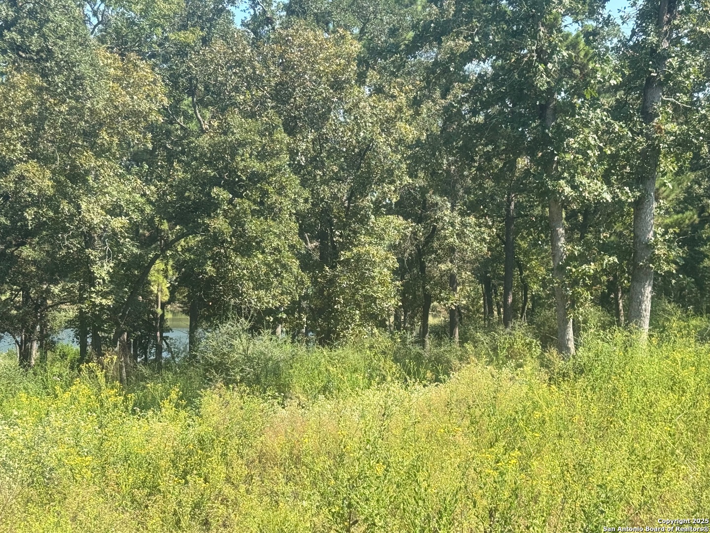 Lot 155 Pr 1311 Centerville, TX 75833 - Photo 7 of 18