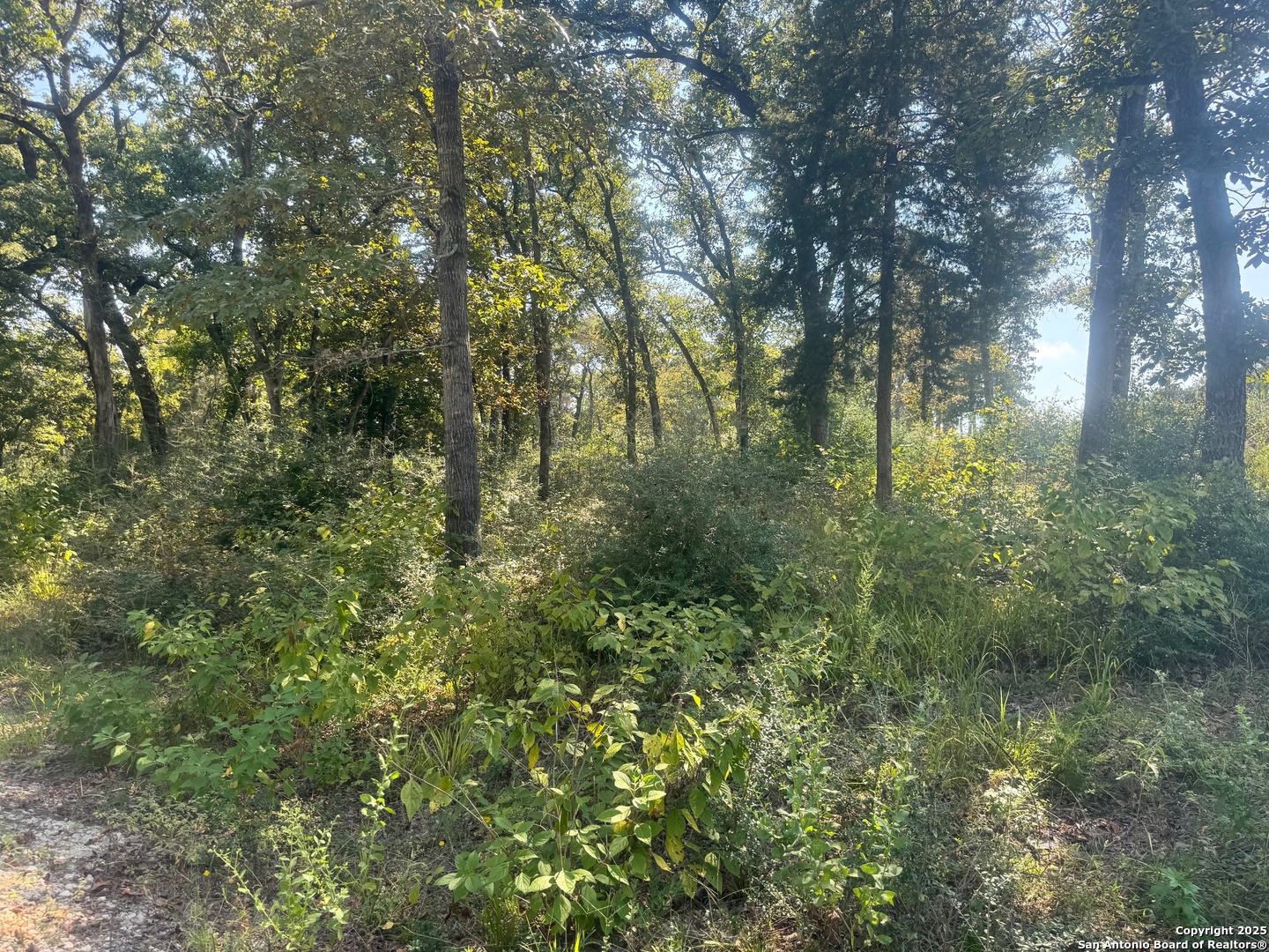 Lot 155 Pr 1311 Centerville, TX 75833 - Photo 8 of 18