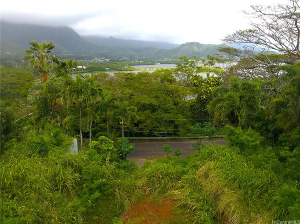 a view of a lush green forest with lots of trees
