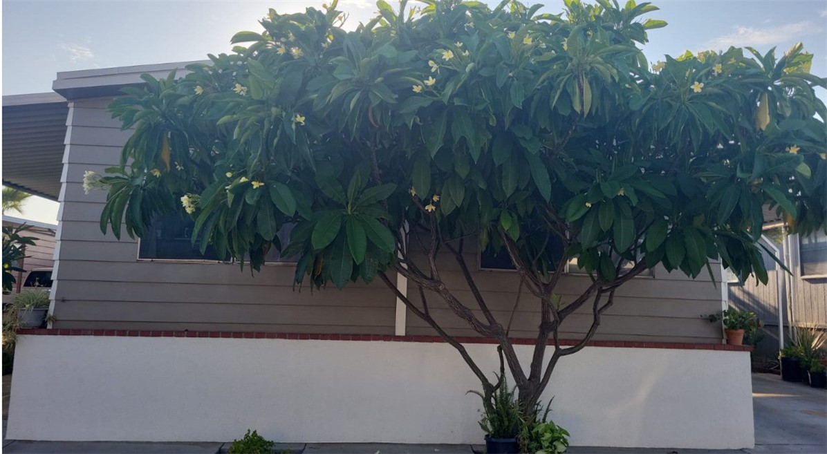 1155 South Riverside Avenue, Unit 61 Rialto, CA 92376 - Photo 1 of 1 a view of a house with a yard