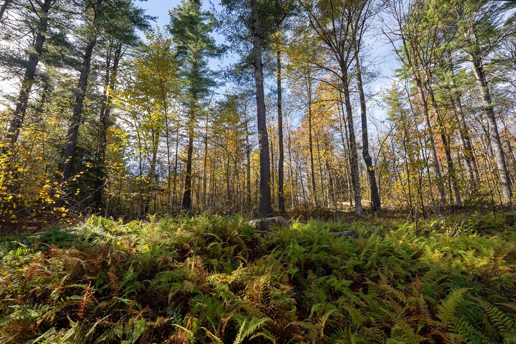 0 Sears Road Goshen, MA 01032 - Photo 16 of 18 a view of a yard with plants and trees