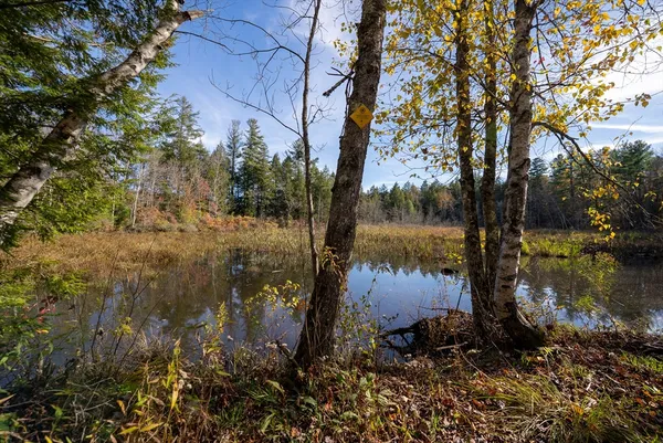 a view of a lake in between two large trees