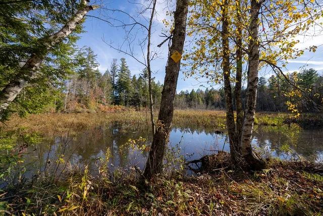 a view of a lake in between two large trees