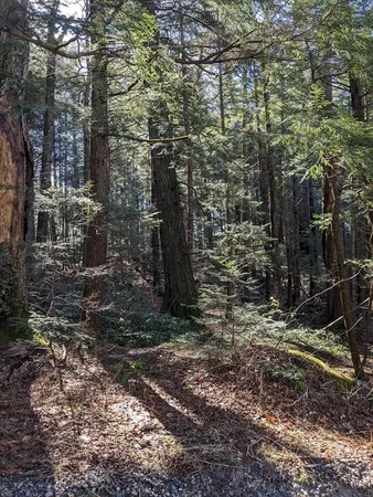 a view of a forest filled with trees