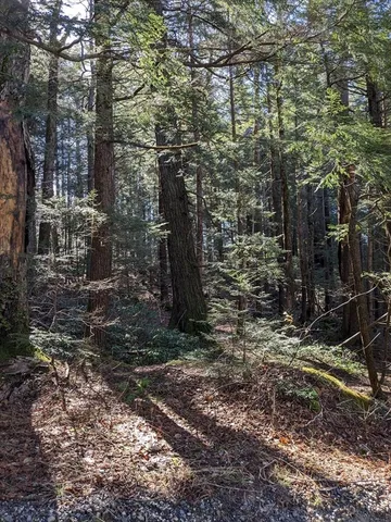 a view of a forest filled with trees