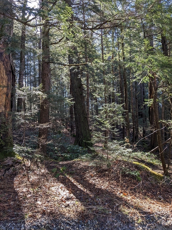 0 Sears Road Goshen, MA 01032 - Photo 8 of 18 a view of a forest filled with trees