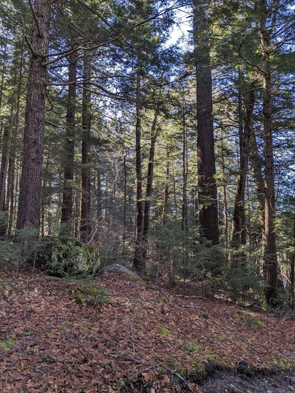 0 Sears Road Goshen, MA 01032 - Photo 9 of 18 a view of forest