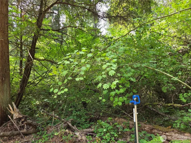 a close up of a plant in a garden