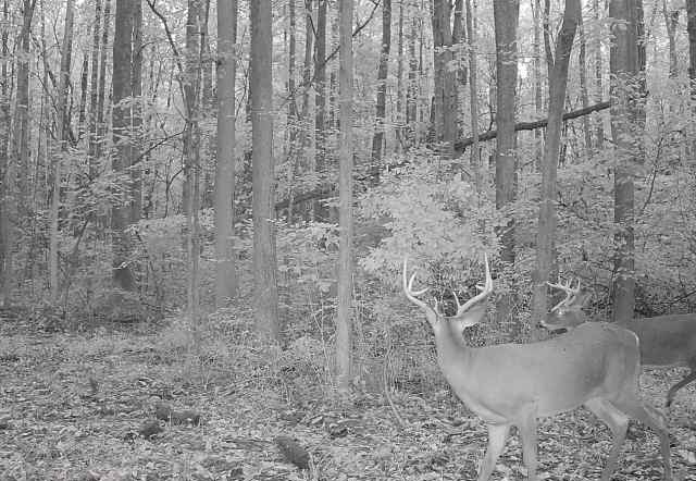 0 Pratt Road Webster, NY 14580 - Photo 5 of 15 Quality deer habitat
