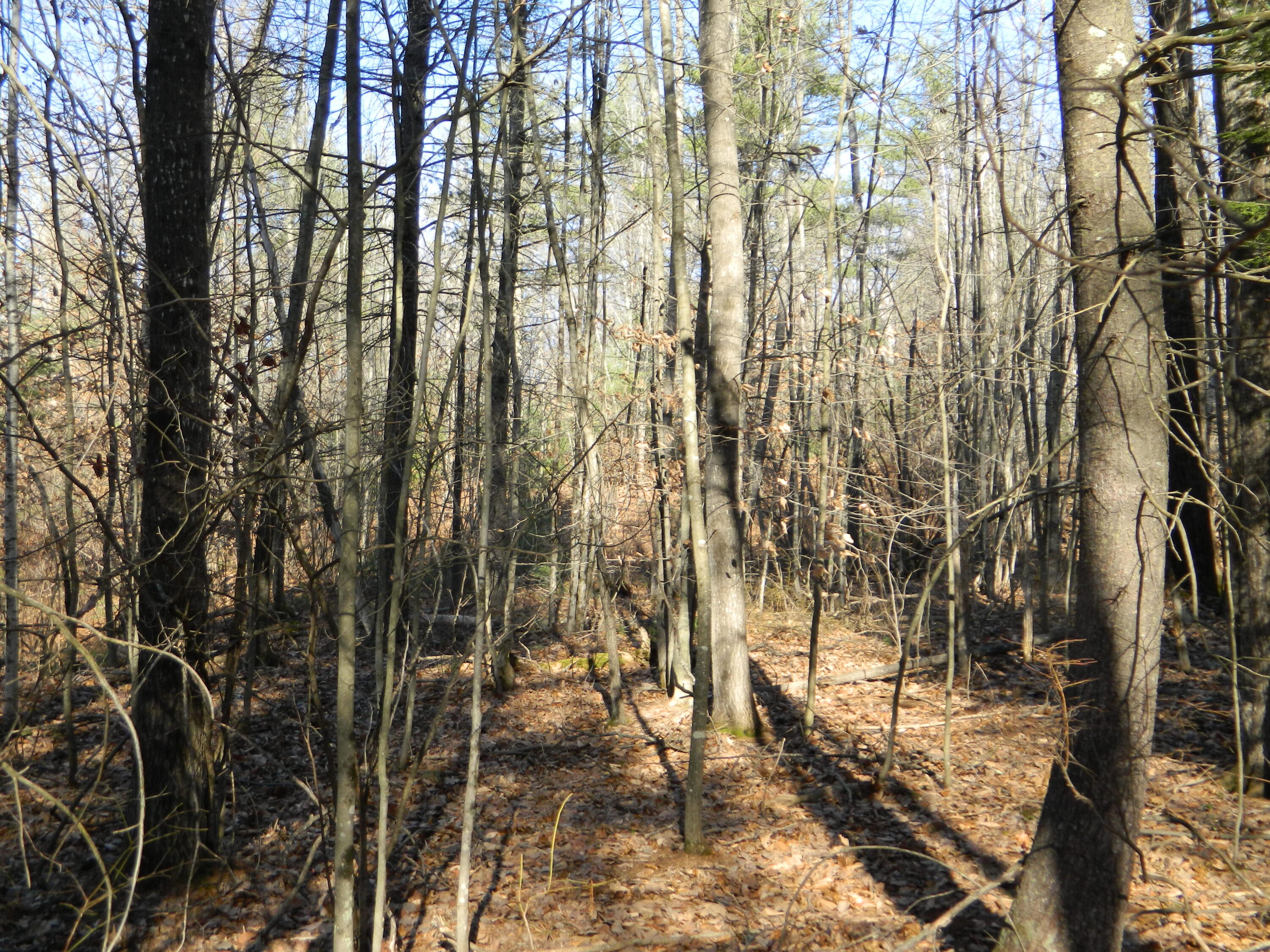 Lot #60 Middle Road Waterboro, ME 04087 - Photo 3 of 6 DSCN9126