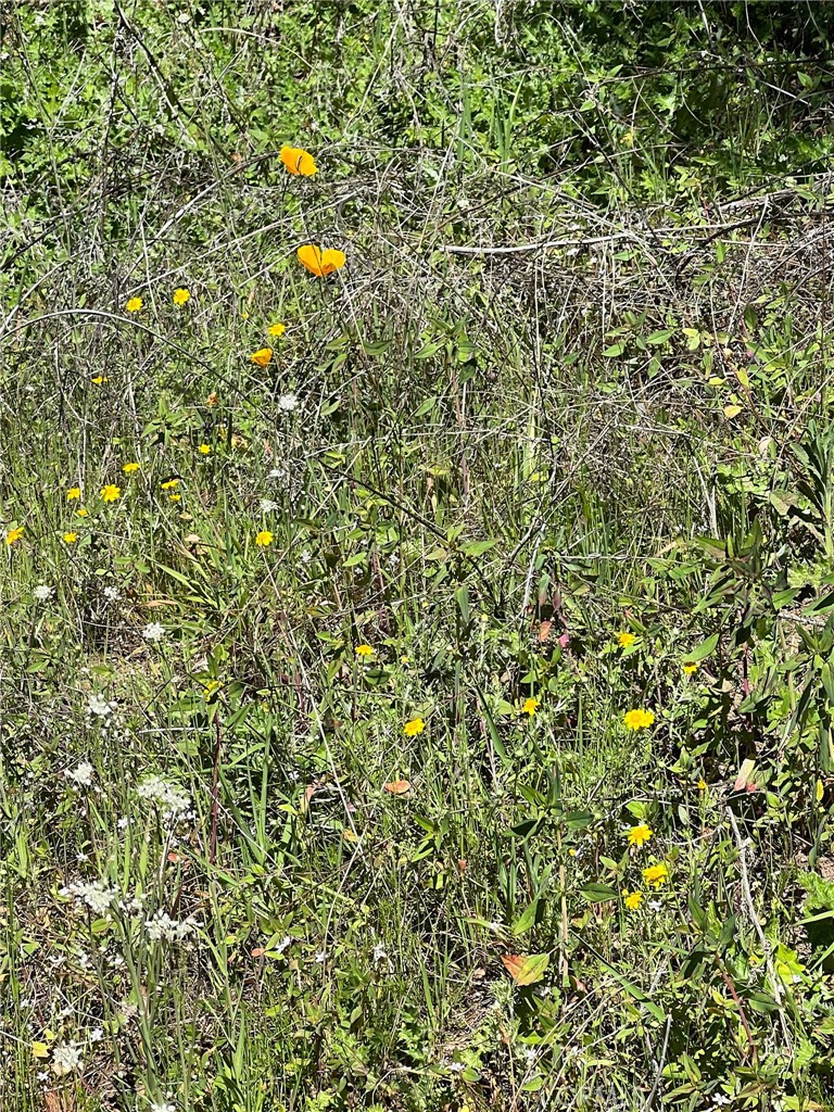 44981 Todd Eymann Road Dunlap, CA 93621 - Photo 50 of 74