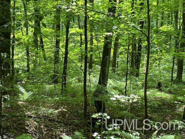 40-acres New DNR Road Crystal Falls, MI 49920 - Photo 27 of 46