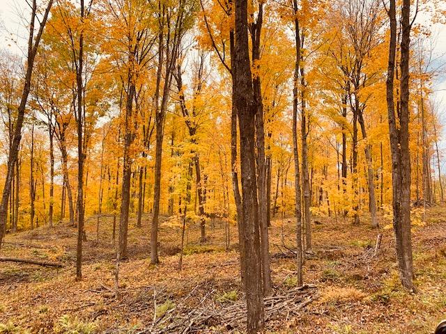 Lot 2 Hancock Lake Road Harshaw, WI 54529 - Photo 3 of 24 Gallery Image 3