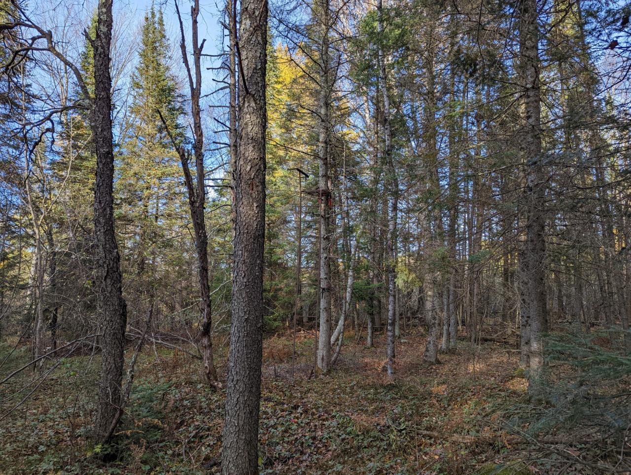 0 East Wilson Flowage Road Phillips, WI 54555 - Photo 23 of 39 Gallery Image 23
