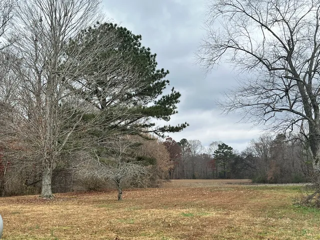 a view of a yard with large trees