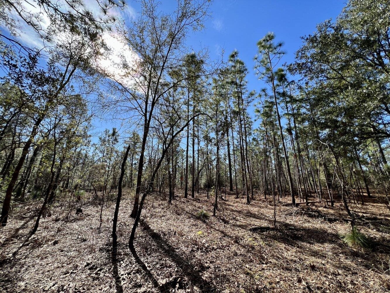 0 Dixon Road Bay Minette, AL 36507 - Photo 39 of 50