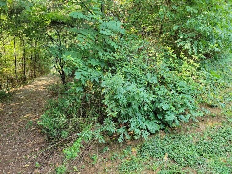 1073 Sunset Way Sevierville, TN 37876 - Photo 23 of 33 80B58F7D-4C93-461E-BE31-B9DB11284D90
