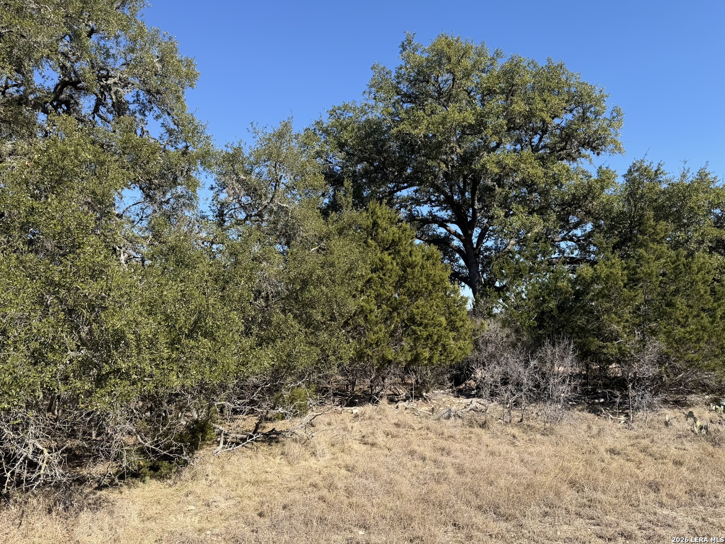 Lot 76 Horseshoe Bandera, TX 78003 - Photo 6 of 10 a view of a covered with large trees
