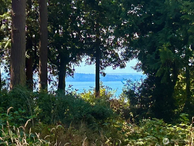 a view of a tree in a yard