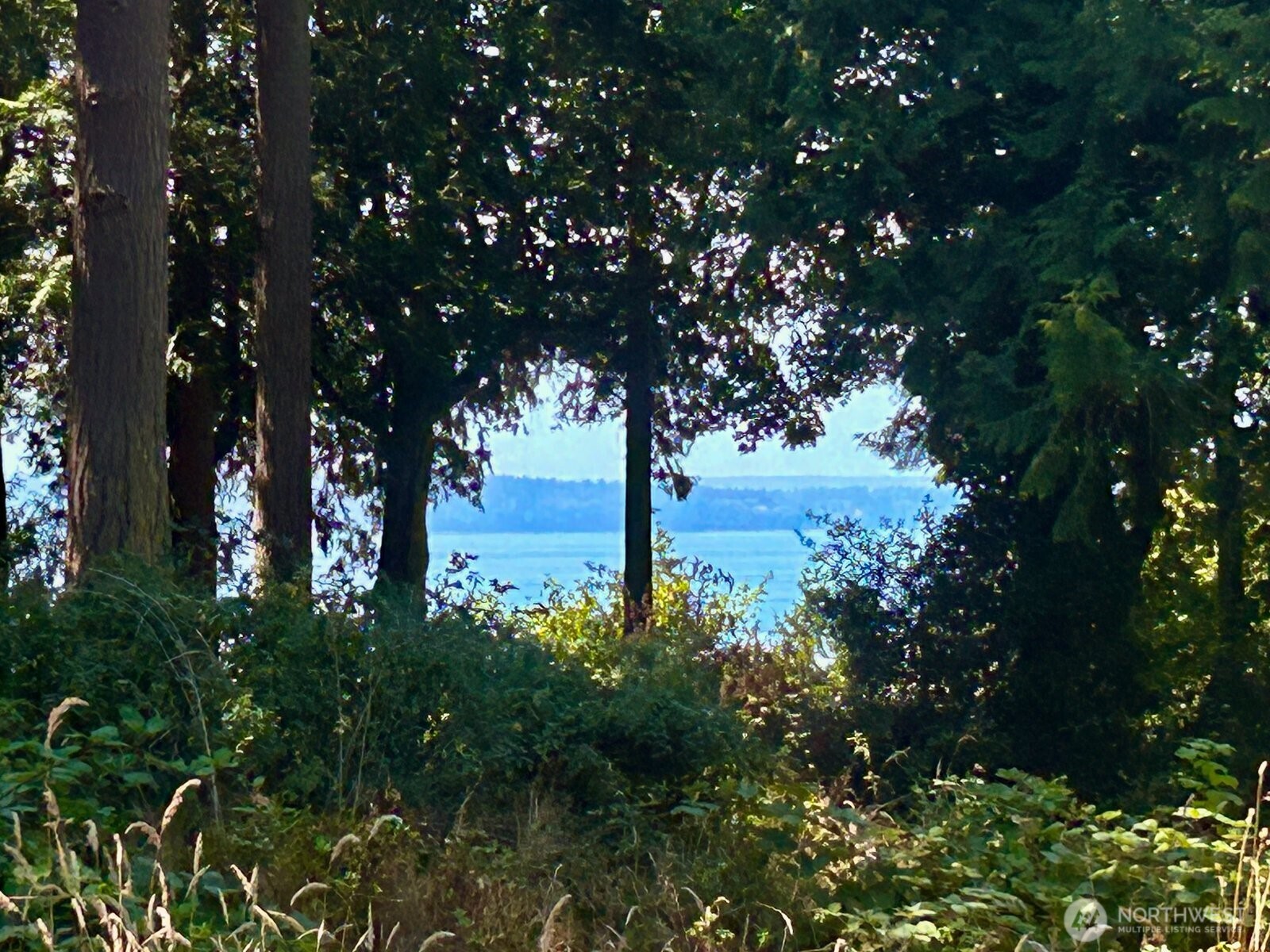 a view of a tree in a yard