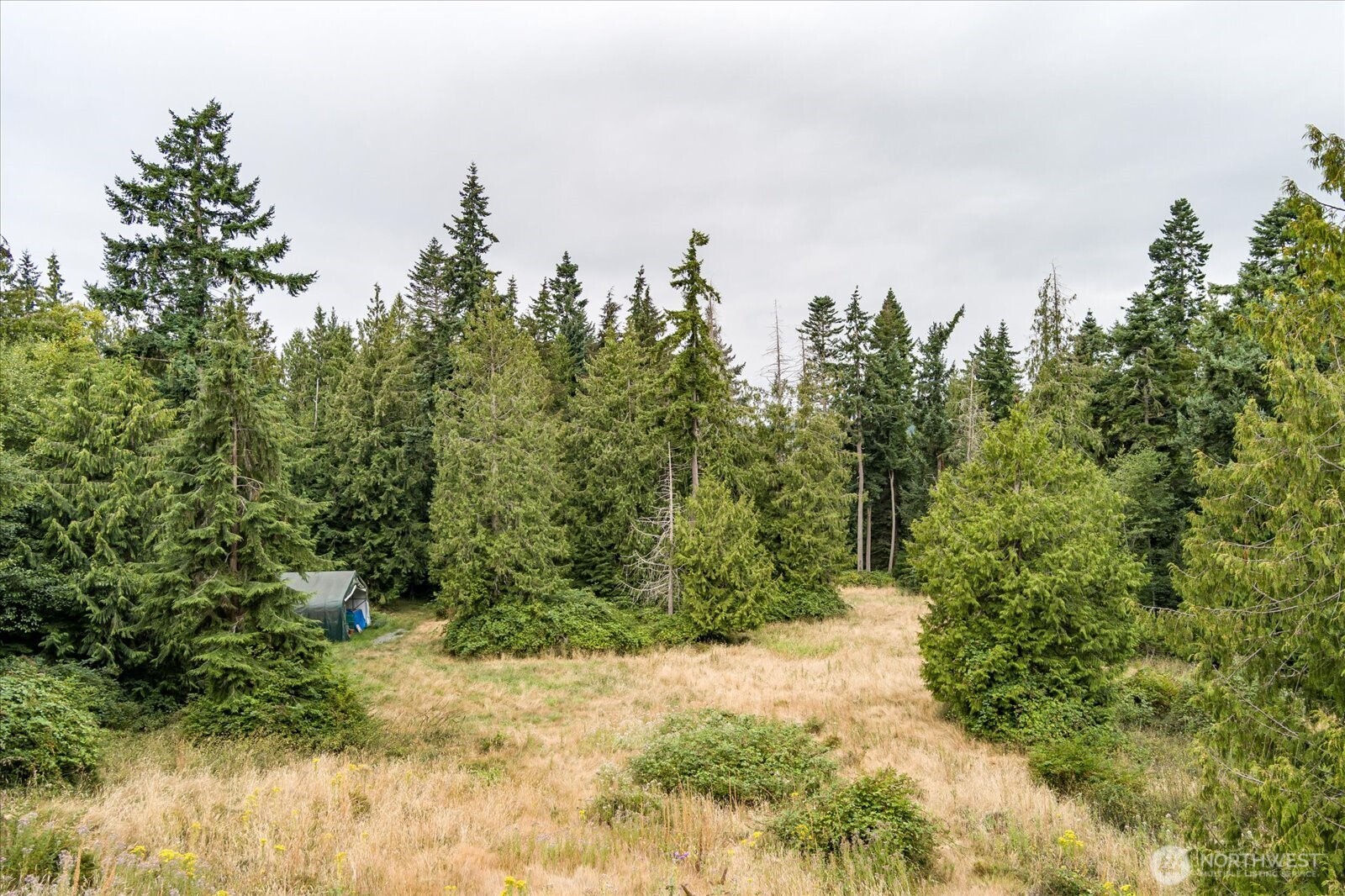 8175 Mossy Rock Road Clinton, WA 98236 - Photo 21 of 27 a view of a yard with trees in front of it