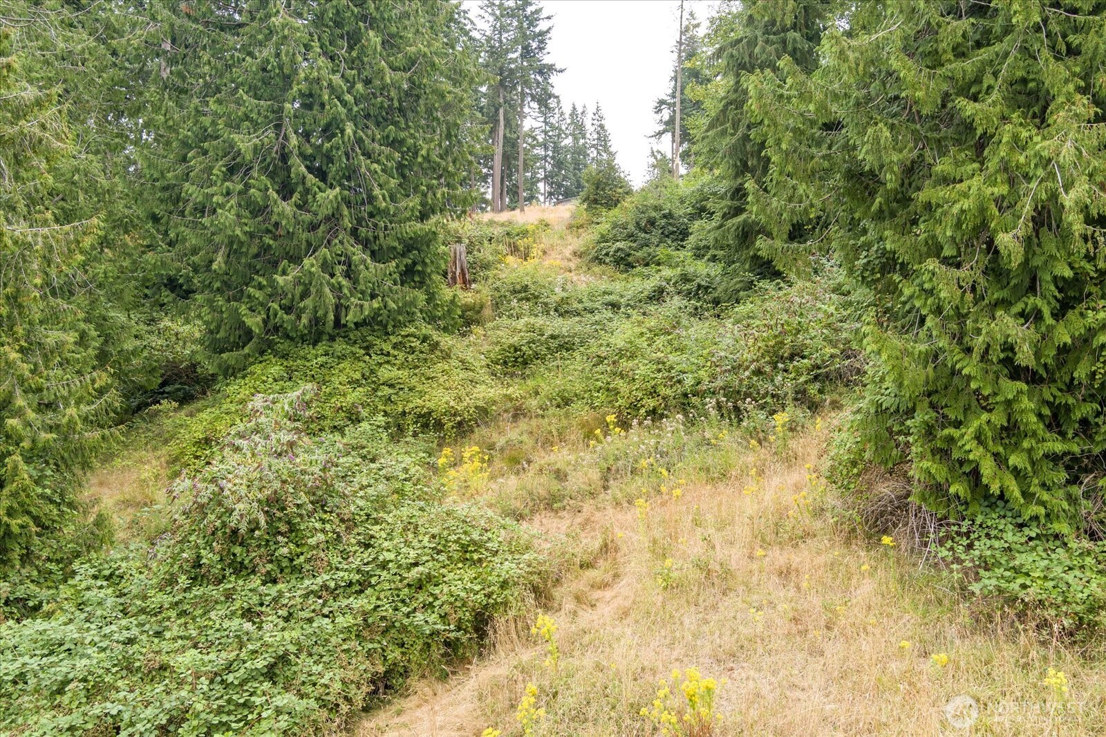 8175 Mossy Rock Road Clinton, WA 98236 - Photo 22 of 27 a view of a yard