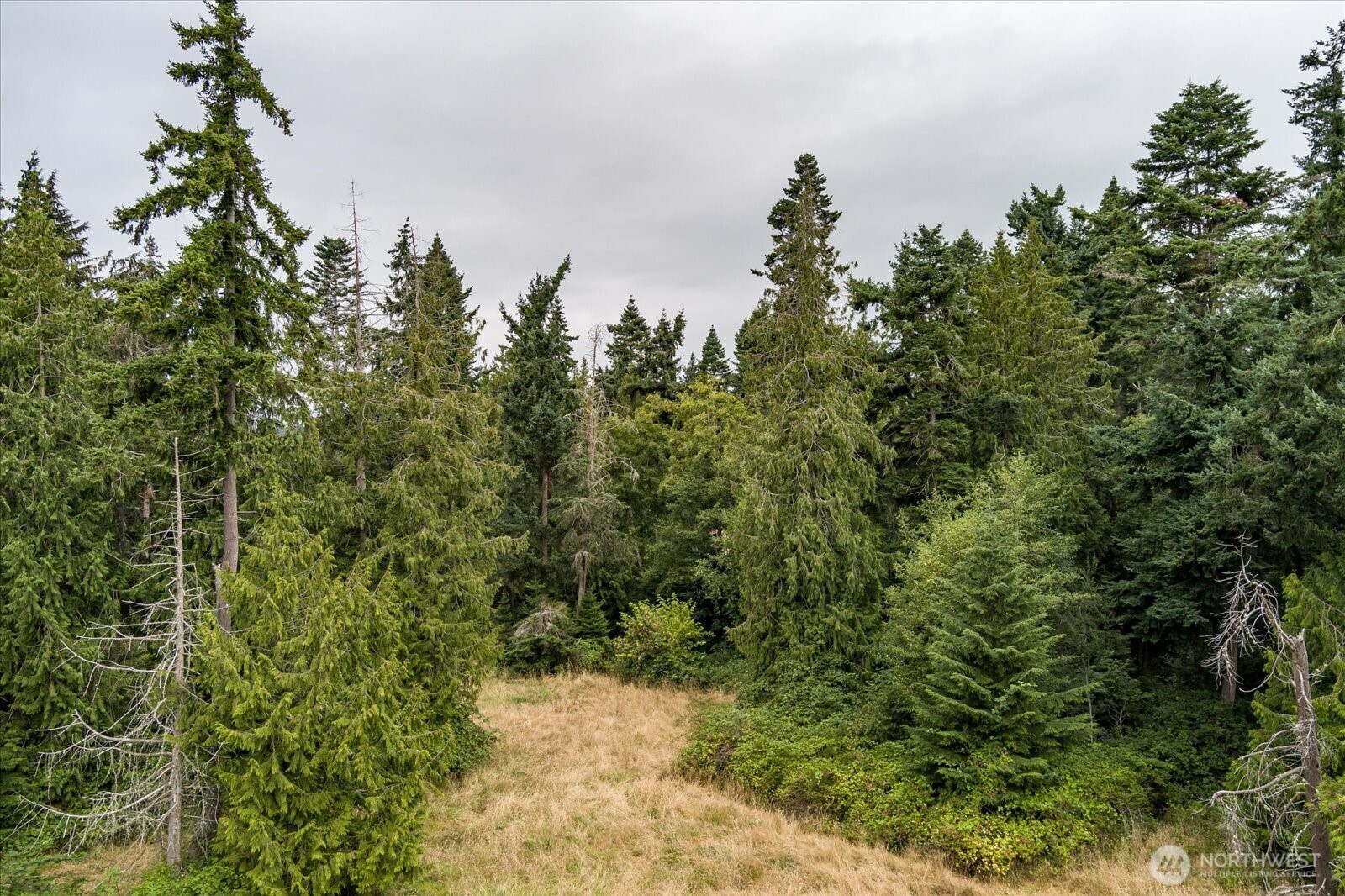 8175 Mossy Rock Road Clinton, WA 98236 - Photo 24 of 27 view of a forest that has a tree in the background