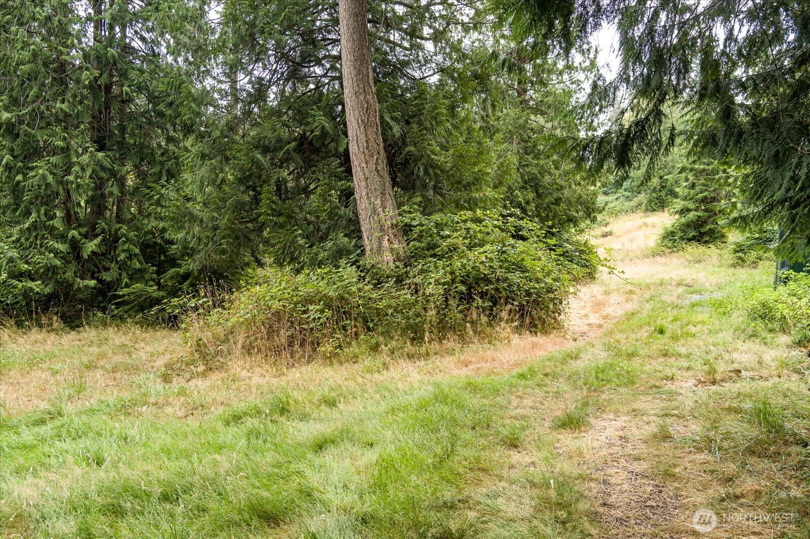 8175 Mossy Rock Road Clinton, WA 98236 - Photo 6 of 27 a view of a yard with large trees