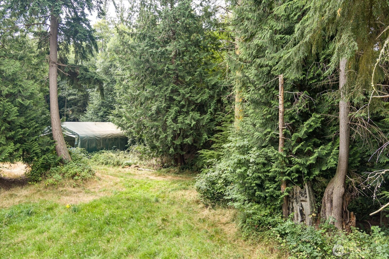 8175 Mossy Rock Road Clinton, WA 98236 - Photo 7 of 27 a view of a backyard with plants and large trees