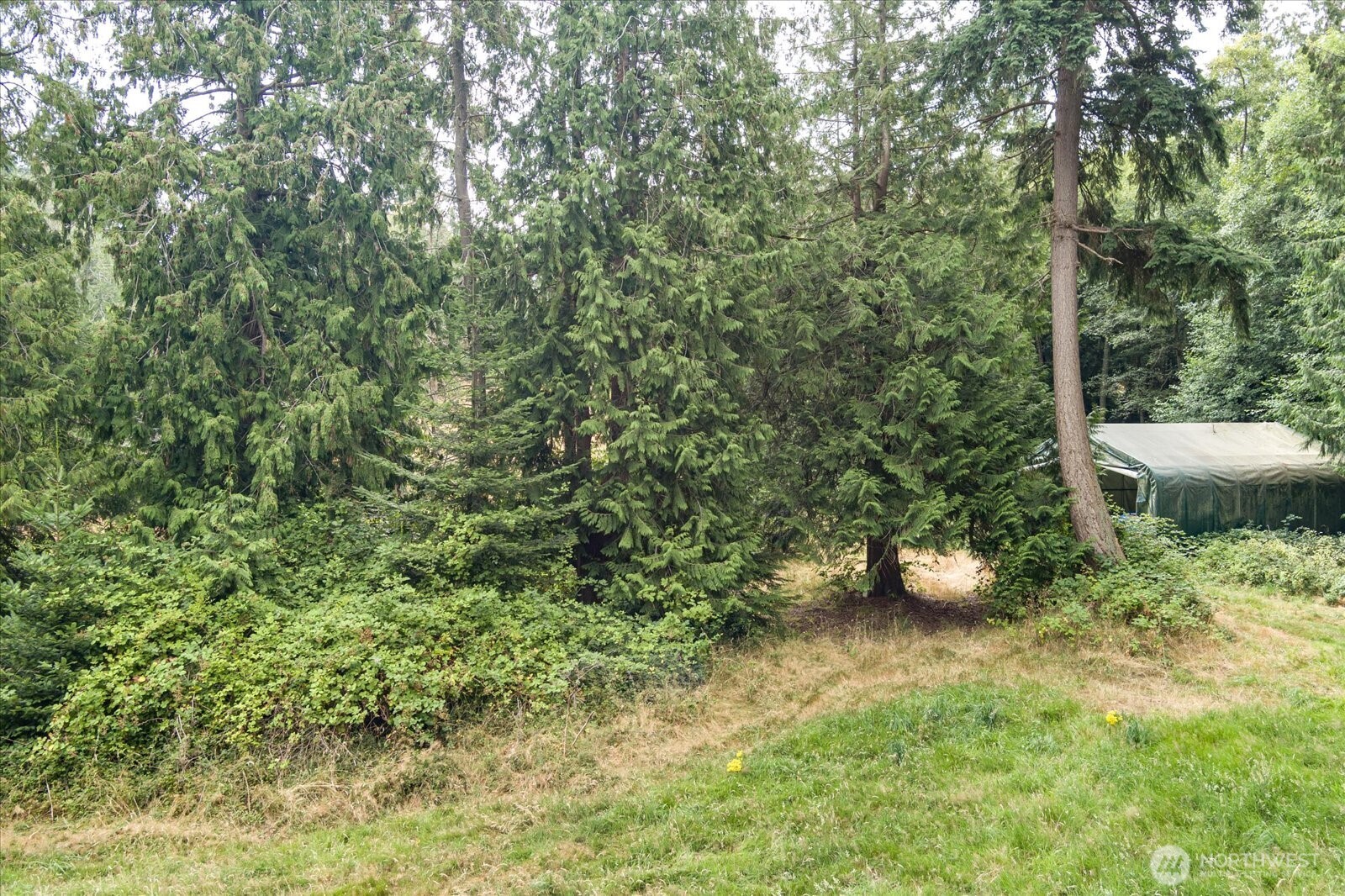 8175 Mossy Rock Road Clinton, WA 98236 - Photo 8 of 27 a view of a outdoor space with a tree