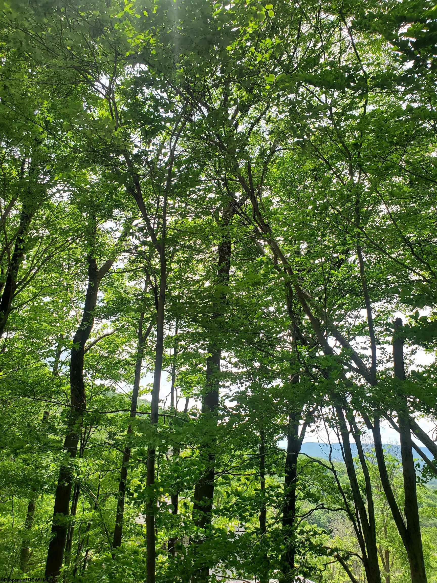 32 Mountainside Road Davis, WV 26260 - Photo 10 of 15 Gallery Image 10