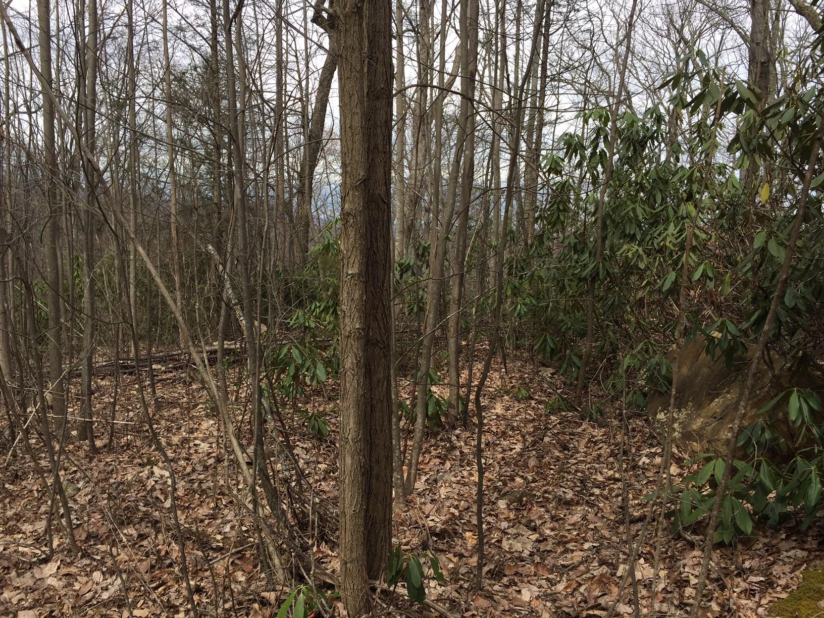 1785 Rocky Ridge Road Cosby, TN 37722 - Photo 2 of 5 IMG_5319